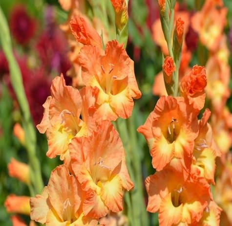 Gladiolus Flower Seeds – Heirloom, Non-GMO, High Germination Organic Garden Seeds for Planting