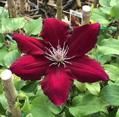 redclematisflowerheirloomnongmo flower seeds