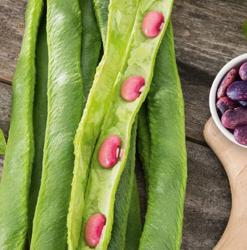 Red Bean Seeds – Heirloom, Non-GMO, High Germination Organic Garden Seeds Planting