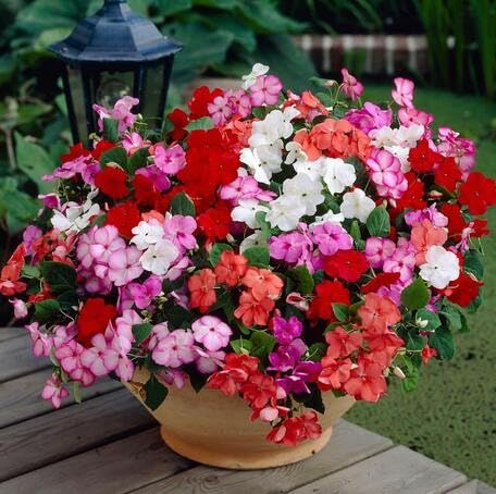 mixedimpatiensflowerheirloomnongmo flower seeds