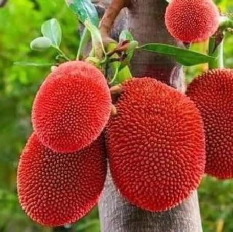 Red Jackfruit Seeds Heirloom Non-GMO High Germination Organic Garden Seeds for Planting