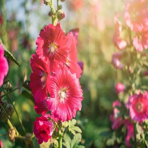 redhollyhockflowerheirloomnongmo flower seeds