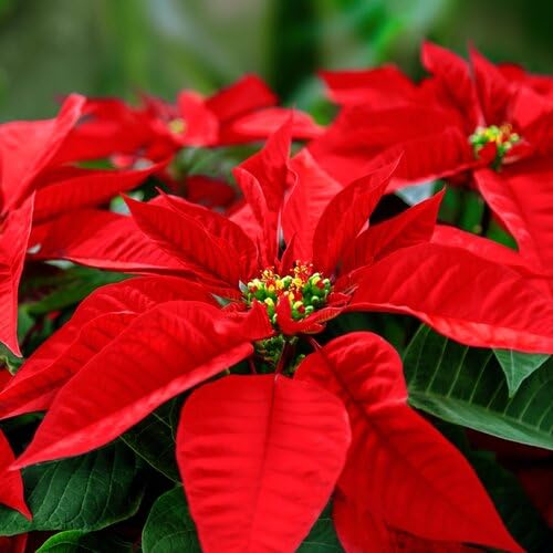 Red Poinsettia Flower Seeds – Heirloom Non-GMO High Germination Organic Garden