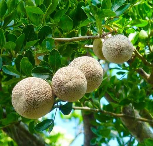 Ash Limonia Acidissima Seeds Heirloom Non-GMO High Germination Organic Garden Seeds for Planting