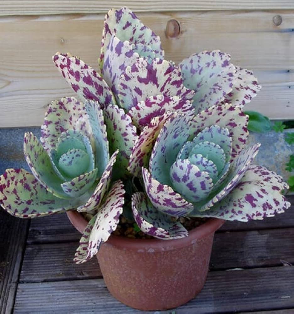 kalanchoe kalanchoe flower seeds