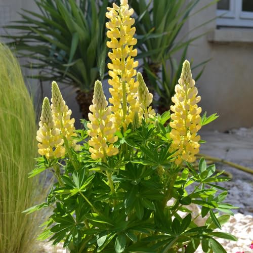 Yellow Lupine Flower Seeds – Heirloom, Non-GMO, High Germination Organic Seeds