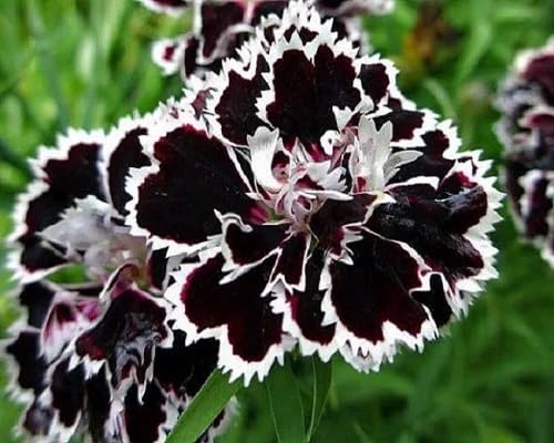 Black White Dianthus Flowers Seed – Heirloom Non-GMO High Germination