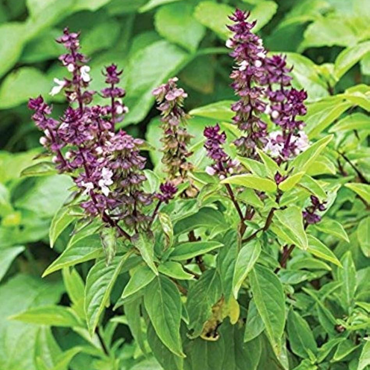 medicinalandediblearomaticplantsocimummorphaflowerheirloomnongmohighgerminationorganicgarden flower seeds