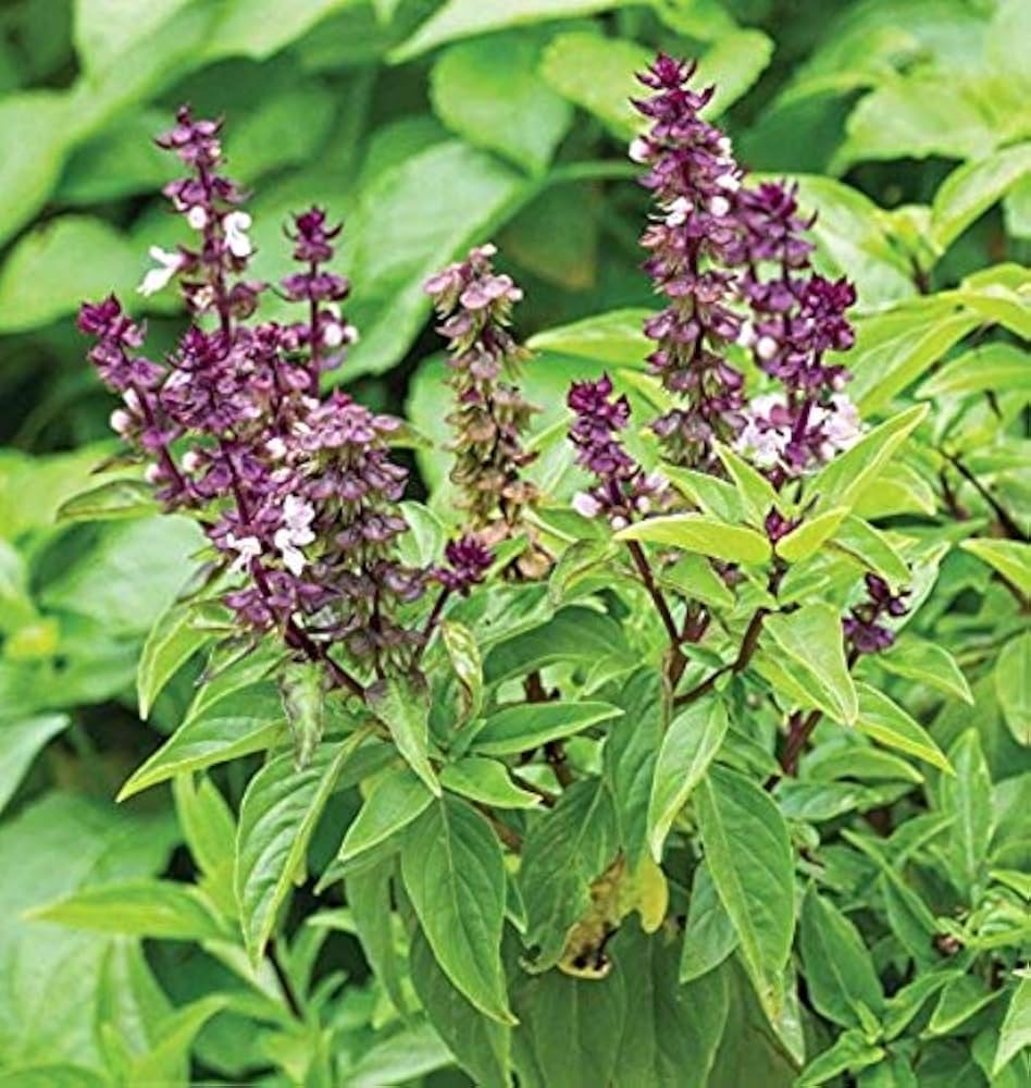 Genovese Basil herb seeds