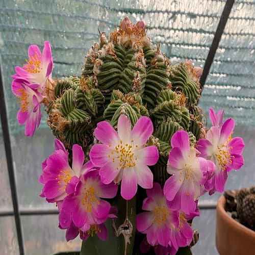 Pink Aztekium Valdez Flower Seeds Heirloom Non-GMO High Germination Organic Garden Seeds for Planting