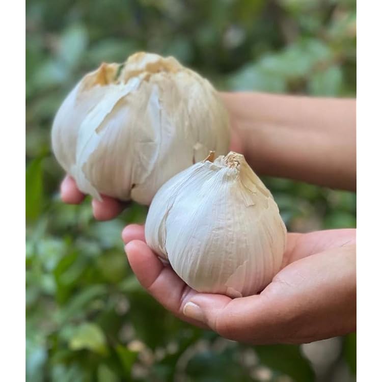 Elephant Garlic Seeds White – Heirloom, Non-GMO, High Germination Seeds