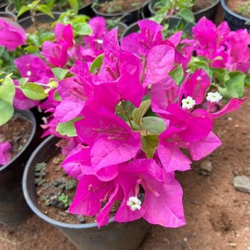 Semillas de flor de buganvilla rosa (Bougainvillea Spectabilis) – Semillas orgánicas reliquia, sin OMG, de alta germinación para plantar en el jardín