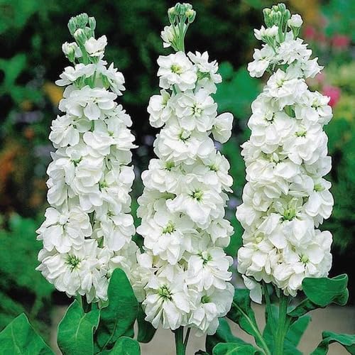 Matthiola Incana Flower Seeds – Heirloom, Non-GMO, High Germination Organic Garden Seeds for Planting