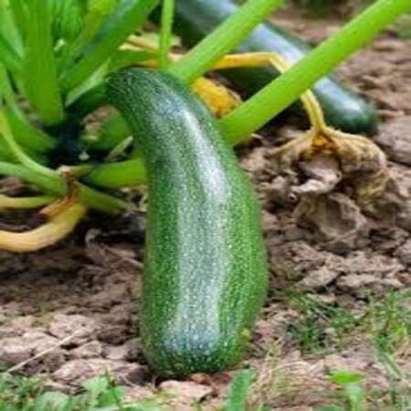 Gem Squash Seeds – Heirloom, Non-GMO, High Germination Organic Garden Seeds Planting