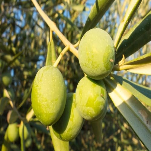 Green Olive Seeds Heirloom Non-GMO High Germination Organic Garden Seeds for Planting