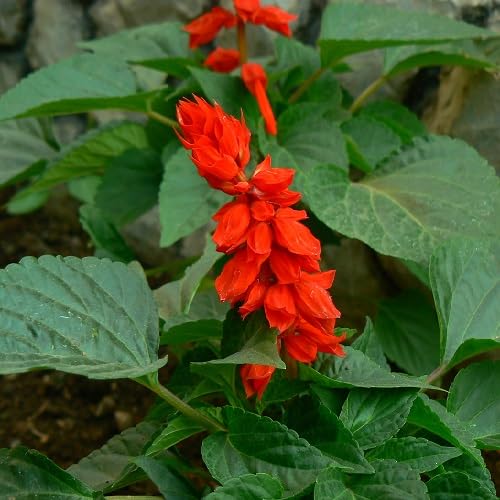 redsalviaflowerheirloomnongmo flower seeds
