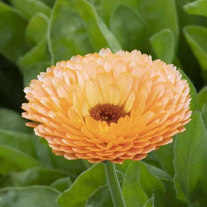 Orange Calendula Marigold Flower Seeds – Heirloom, Non-GMO, High Germination Seeds
