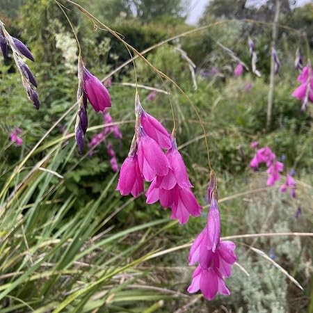 Dierama Flower Seeds – Heirloom, Non-GMO, High Germination Organic Garden Seeds for Planting