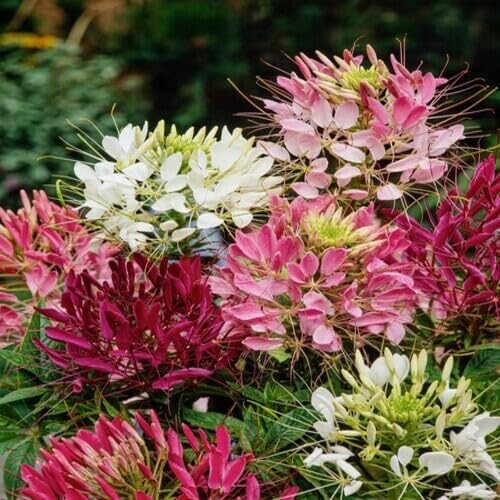 Mixed Cleome Flower Seeds – Heirloom, Non-GMO, High Germination Organic Garden Seeds for Planting