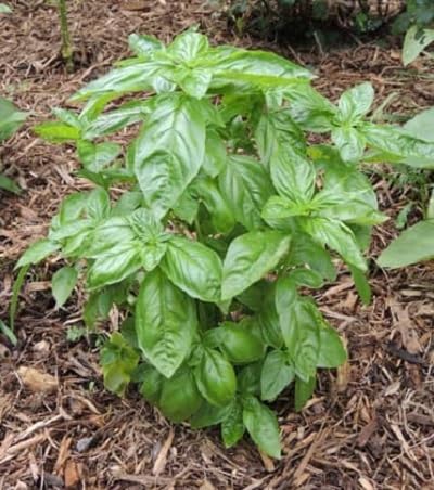 Basil Plant Seeds Heirloom Non-GMO High Germination Organic Garden Seeds for Planting