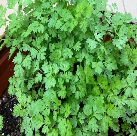 Green Chervil herb seeds