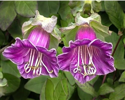 Cobaea Scandens Purple Flower Seeds for Planting Heirloom Non-GMO High Germination Organic Garden Seeds
