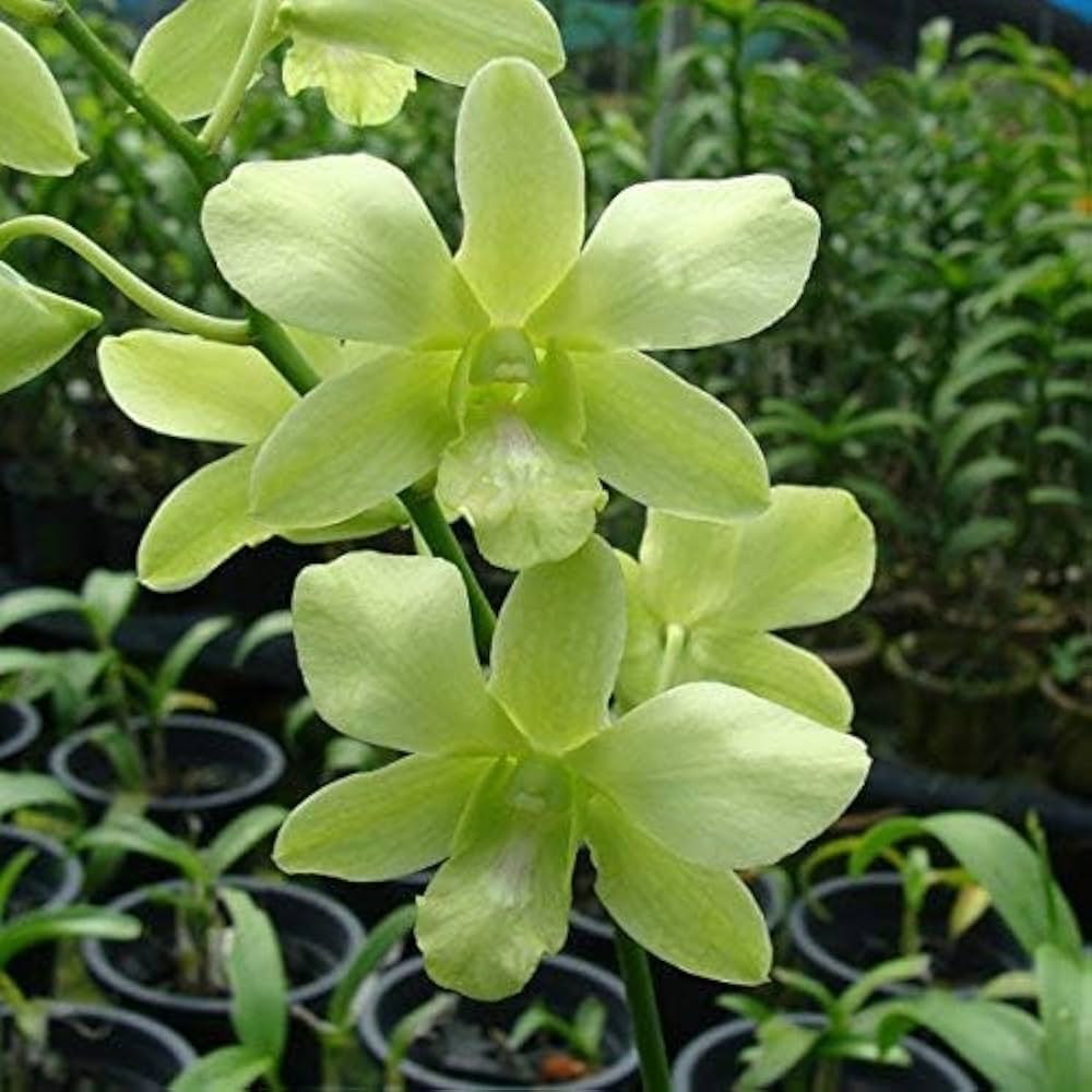 Giant Orchid Flower Seeds Green – Heirloom, Non-GMO, High Germination Seeds