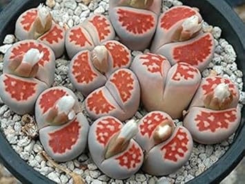 redlithopssucculentsheirloomnongmo flower seeds