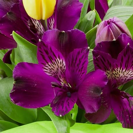 Purple Alstroemeria Flower Seeds – Heirloom, Non-GMO, High Germination Organic Garden Seeds for Planting
