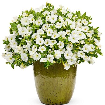 White Calibrachoa Flower Seeds Heirloom Non-GMO High Germination Organic Garden Seeds