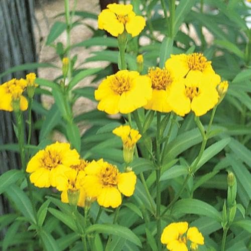Yellow Mint Marigold Flower Seeds – Heirloom, Non-GMO, High Germination Organic Seeds