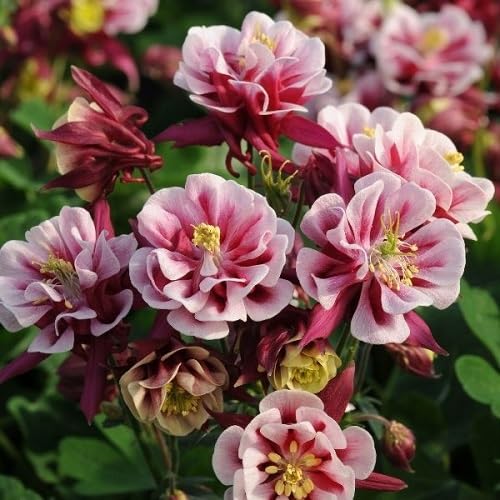 Pink Double Aquilegia Flower Seeds – Heirloom, Non-GMO, High Germination Organic Garden Seeds for Planting