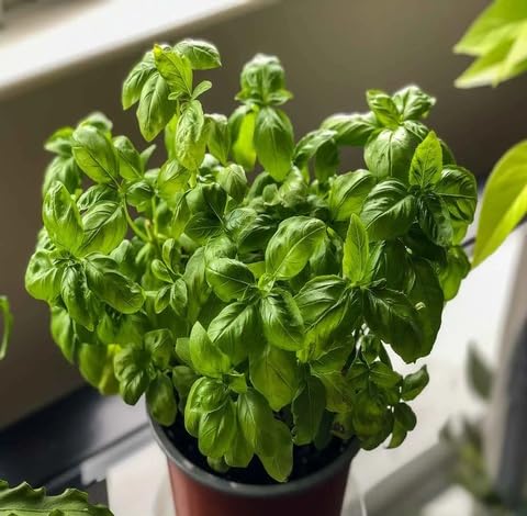 Green Basil Plant Seeds Heirloom Non-GMO High Germination Organic Garden Seeds for Planting