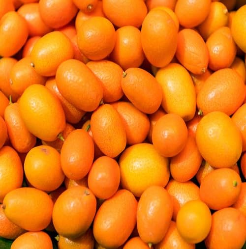 Kumquat Fruit Seeds – Heirloom, Non-GMO, High Germination Organic Garden Seeds