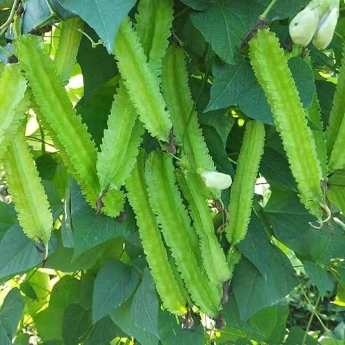 Flügelfaserbohnen Grüne Samen – Alte Sorte, gentechnikfrei, keimstarke Bio-Gartensamen zur Pflanzung