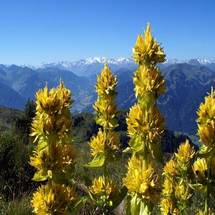 Yellow Gentian Flower Seeds – Heirloom, Non-GMO, High Germination Organic Garden Seeds for Planting