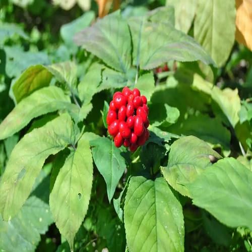 Red Ginseng Seeds – Heirloom, Non-GMO, High Germination Organic Garden Seeds