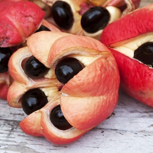 Ackee Seeds Orange Heirloom Non-GMO High Germination Organic Garden Seeds for Planting