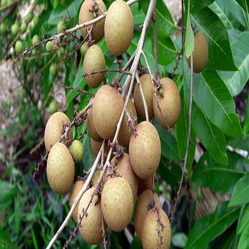 Longan Seeds – Heirloom, Non-GMO, High Germination Organic Garden Seeds