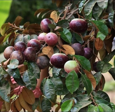 Purple Star Apple Seeds – Heirloom, Non-GMO, High Germination Organic Garden Seeds