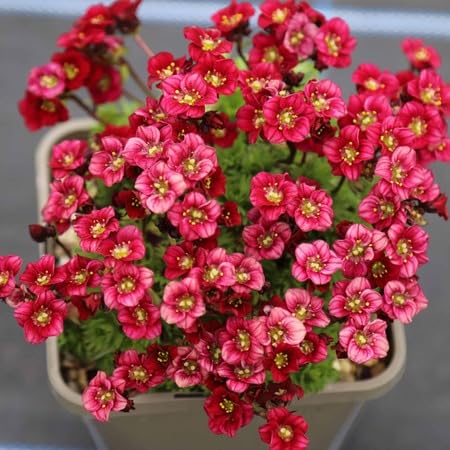 saxifraga flower heirloom non-gmo seeds