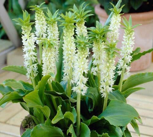 White Eucomis Flower Seeds Heirloom Non-GMO High Germination Organic Garden Seeds for Planting