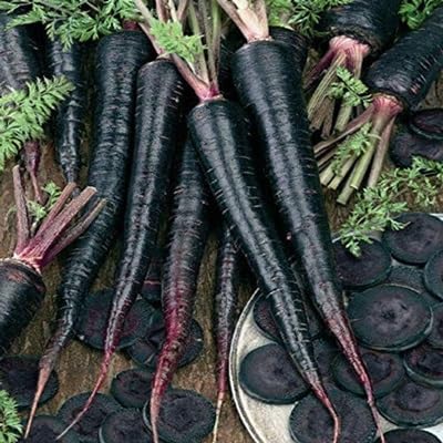 Black Carrot Seeds – Heirloom, Non-GMO, High Germination Organic Garden Seeds Planting
