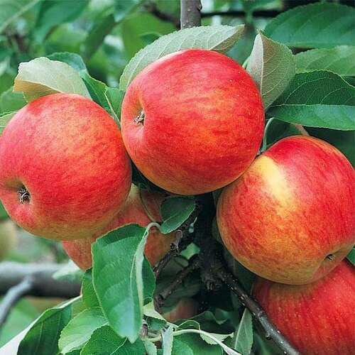 Apple Seeds – Heirloom, Non-GMO, High Germination Organic Garden Seeds