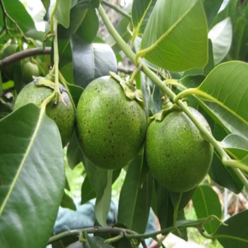 Green Diospyros Digyna Seeds Heirloom Non-GMO High Germination Organic Garden Seeds for Planting