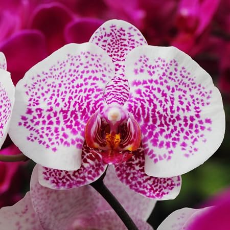 Orchid Flower Seeds – Heirloom, Non-GMO, High Germination Organic Garden Seeds for Planting