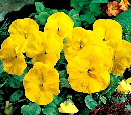 Semillas de flores de ranúnculo doble amarillo Rococo – Semillas orgánicas sin OGM de alta germinación reliquia
