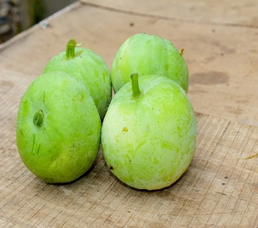 Tinda Seeds – Heirloom, Non-GMO, High Germination Organic Garden Seeds Planting