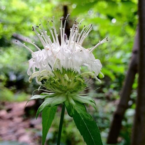 white giant flower seeds