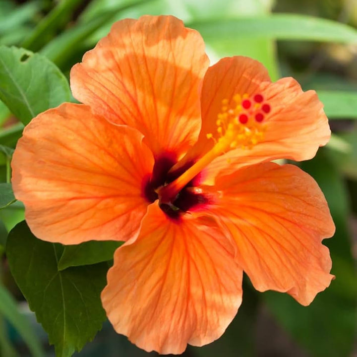 Orange Hibiscus Flower Seeds – Heirloom, Non-GMO, High Germination Seeds